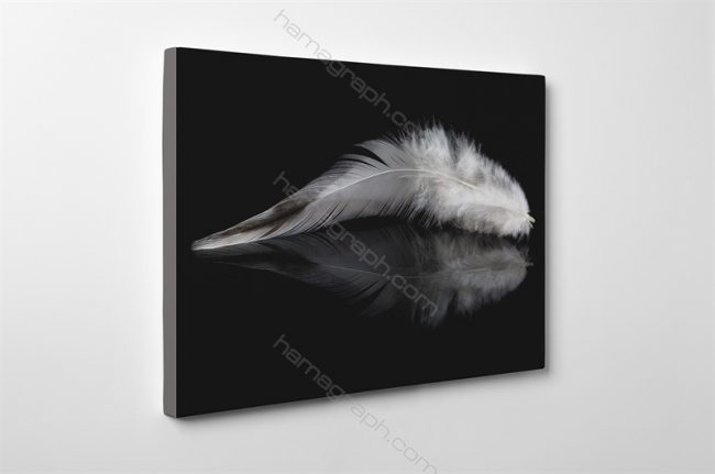 خرید تابلو شاسی feather | قابل سفارش با طرح دلخواه - تابلوی هنری فانتزی دکراتیو خرید تابلو نقاشی شاسی تابلو تزئینی و دکوری فروش عمده تابلو شاسی